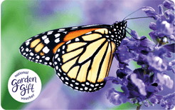 GC Monarch Butterfly